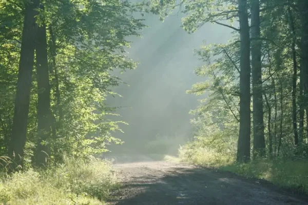 Nadleśnictwo Zawadzkie: jak przygotowywaliśmy teren pod nową infrastrukturę energetyczną