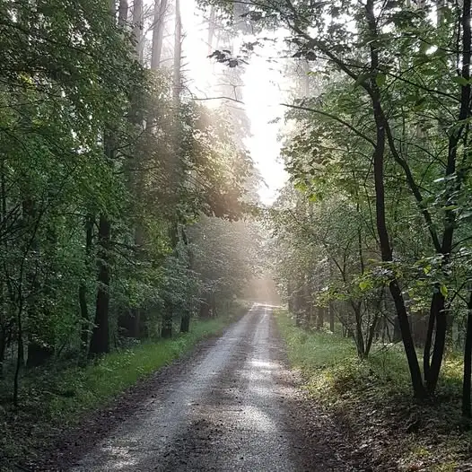 Modernizacja linii 400 kV na Śląsku i Opolszczyźnie – kompromis między energetyką a przyrodą