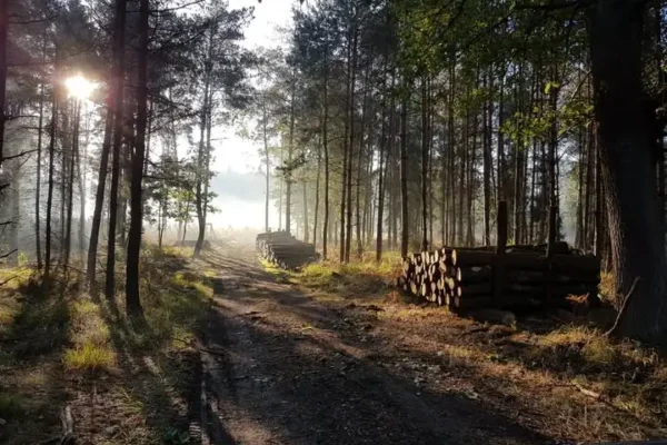 Nadleśnictwo Zawadzkie: drewno pozyskiwane z poszanowaniem przyrody