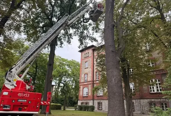 Złamany konar drzewa zagrażał budynkowi w Leśnicy. Interweniowali strażacy