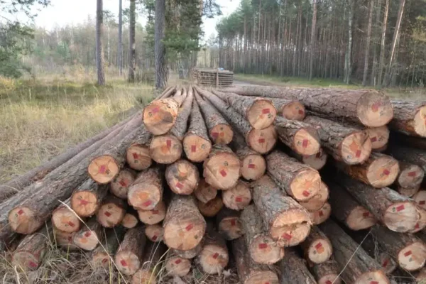 Leśny remanent w Nadleśnictwie Zawadzkie – jak leśnicy liczą drewno?