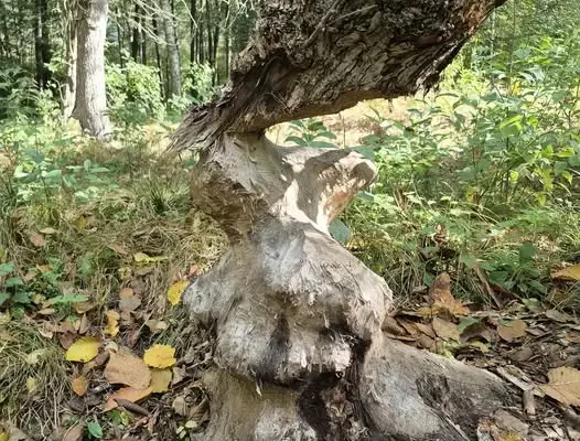 Leśna inżynieria bobrów z Nadleśnictwa Zawadzkie zaskakuje